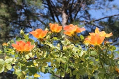 Native Orange Roses in Garden