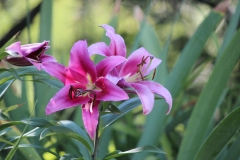 Purple Garden Lillies